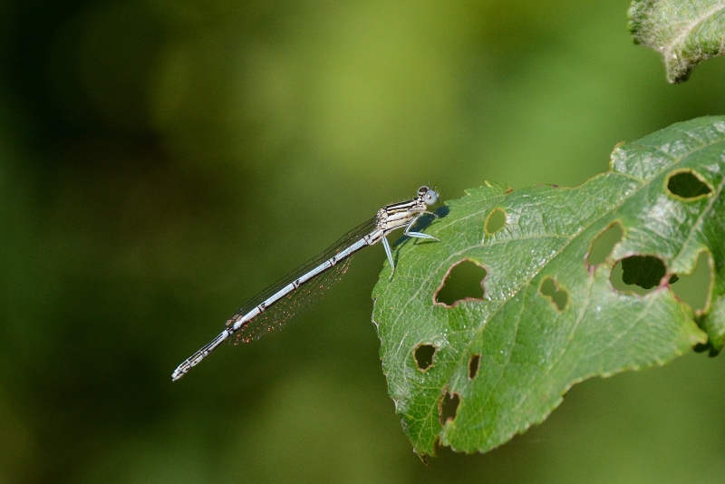 Platycnemis pennipes ?  S !